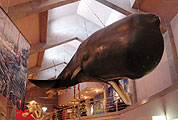 キラメッセ室戸 鯨館